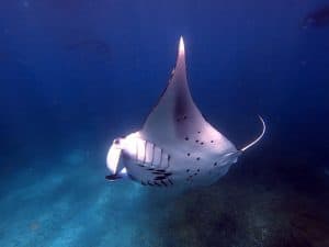 Manta ray diving photography